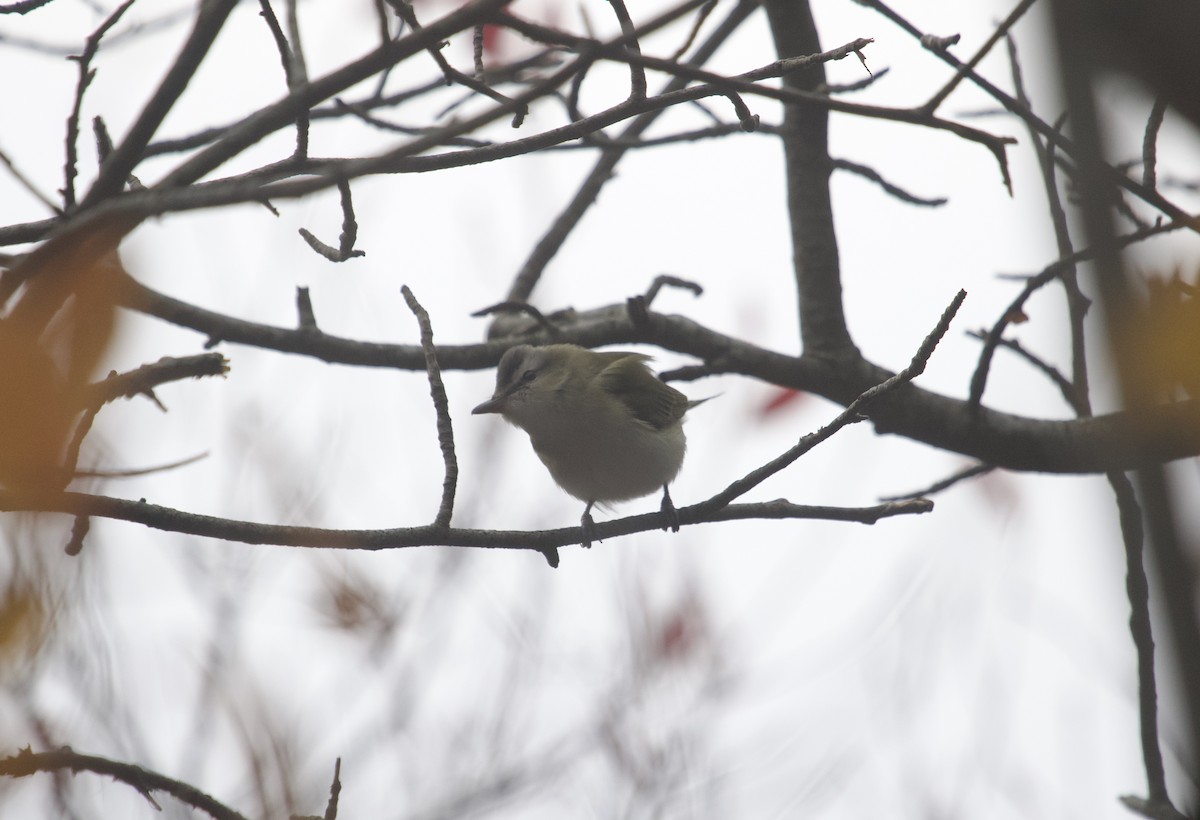 Красноглазый виреон - ML645343133