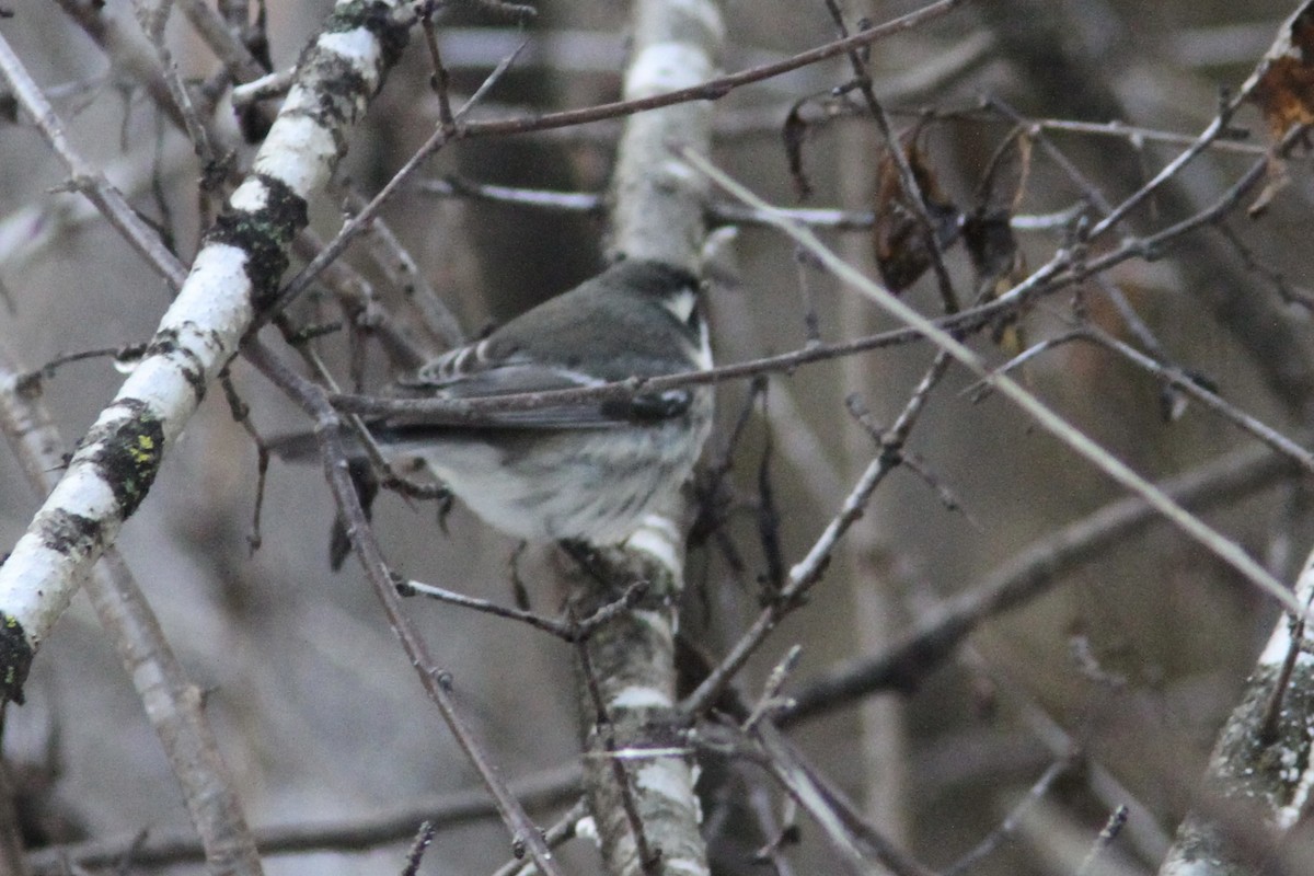 Black-throated Gray Warbler - ML645343140