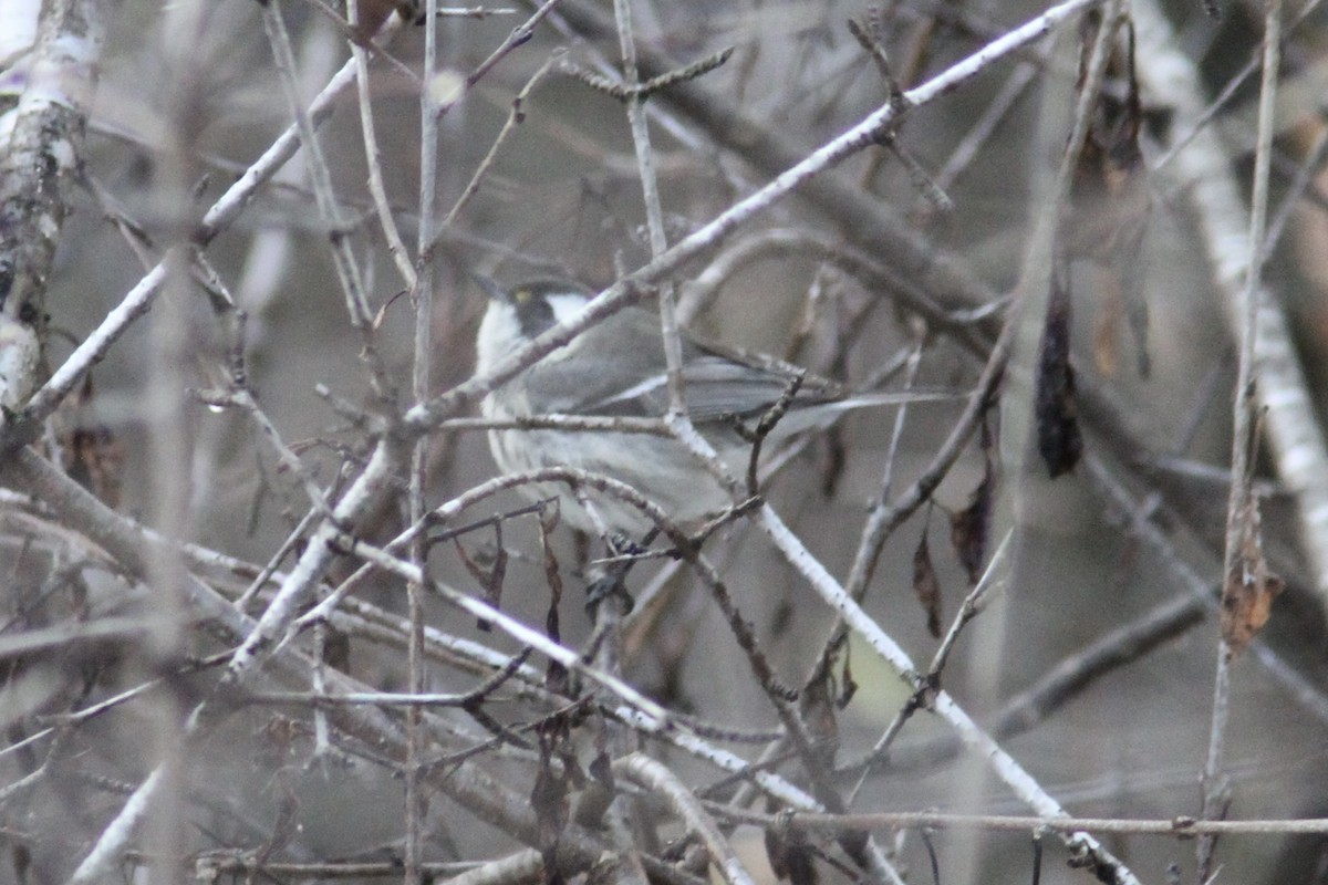 Black-throated Gray Warbler - ML645343141