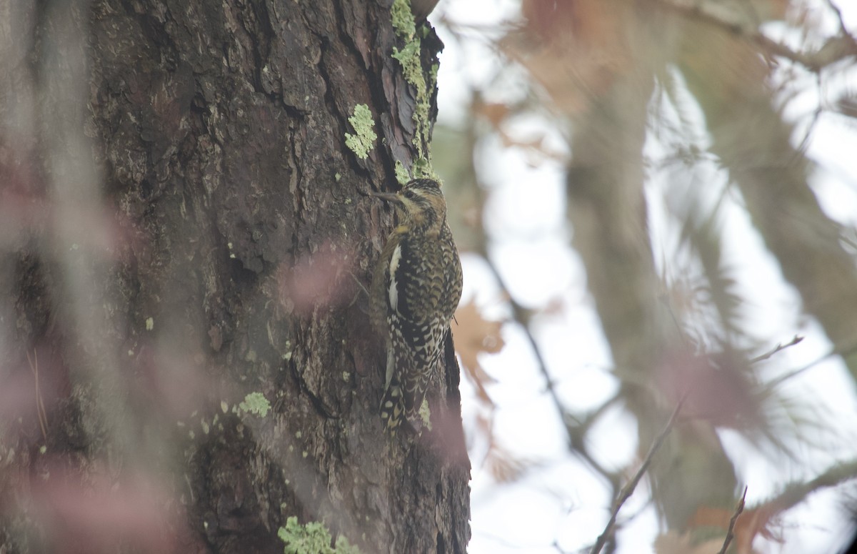 Yellow-bellied Sapsucker - ML645343144