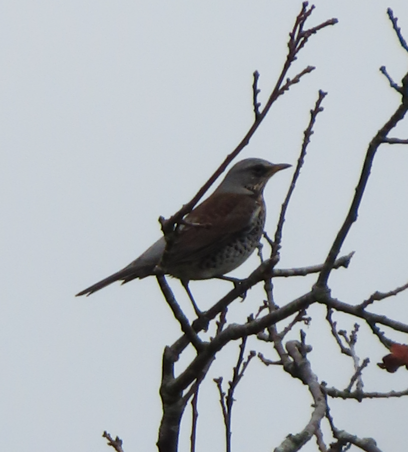 Fieldfare - ML645343149