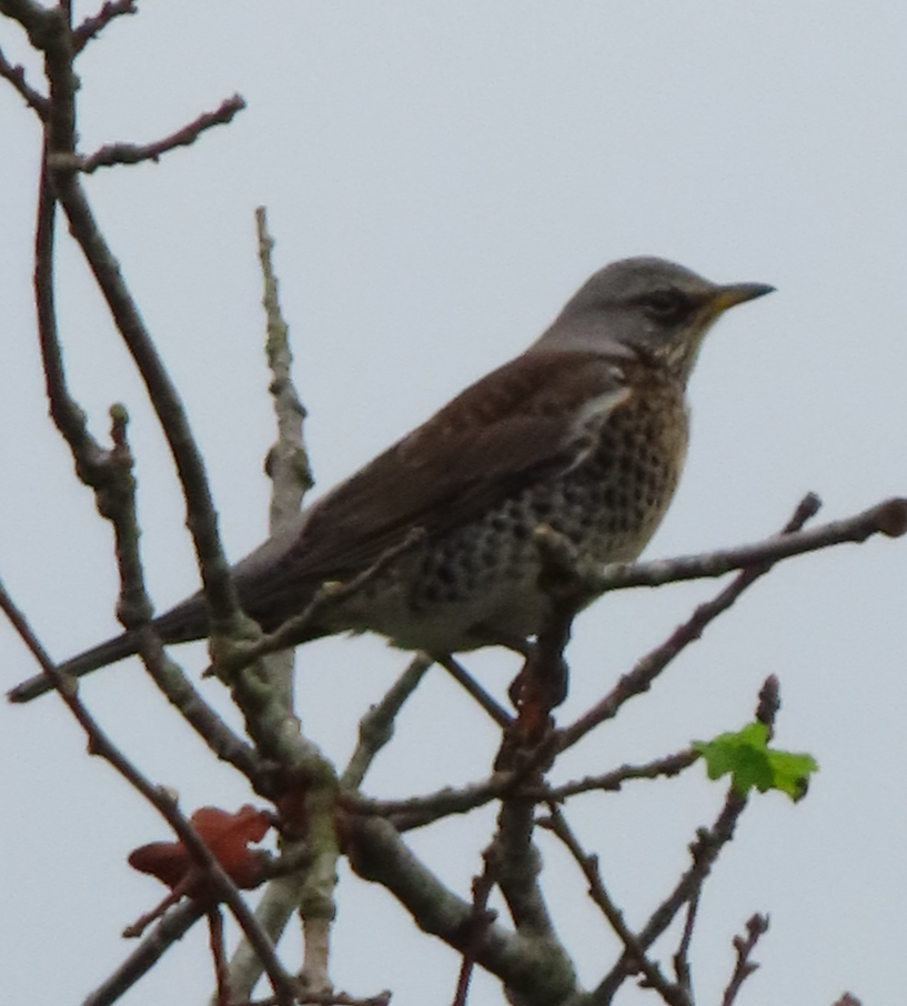 Fieldfare - ML645343153