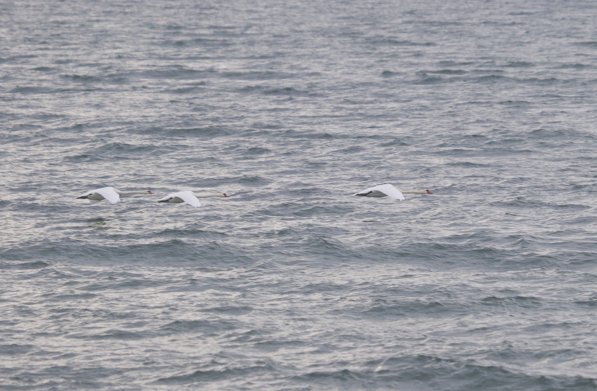 Mute Swan - ML645343154