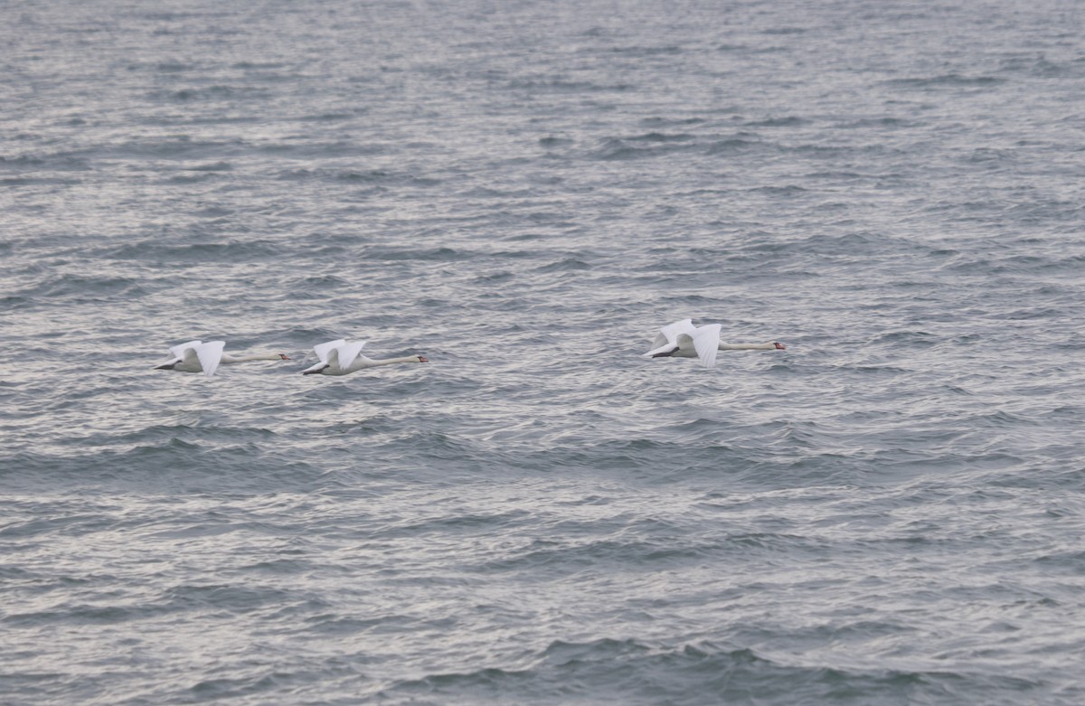 Mute Swan - ML645343155