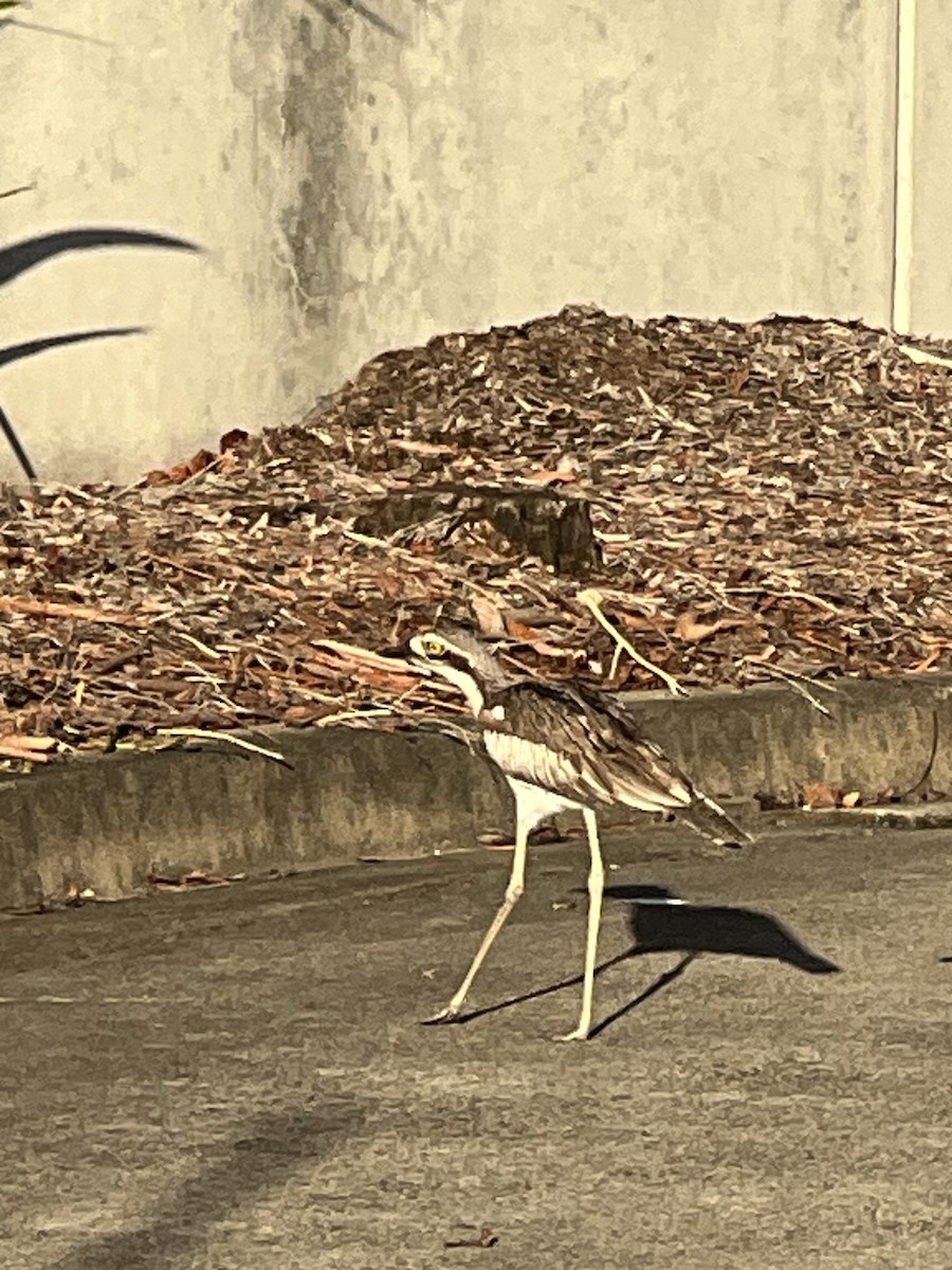 Bush Thick-knee - ML645343156