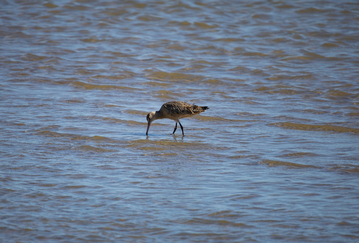 eBird Checklist - 11 Nov 2025 - Perry R. Bass Marine Fisheries Research ...