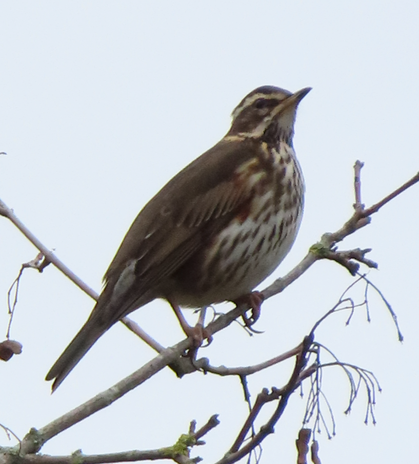 Redwing - ML645343175