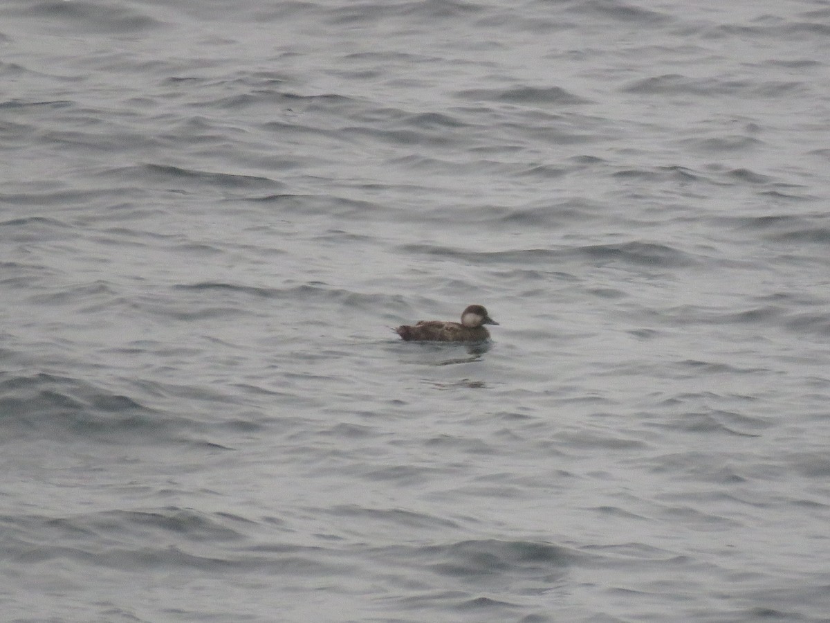 クロガモ - ML645343176