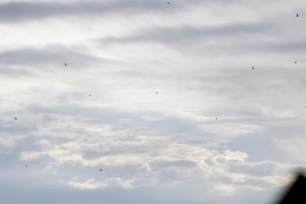 Tree Swallow - ML645343180