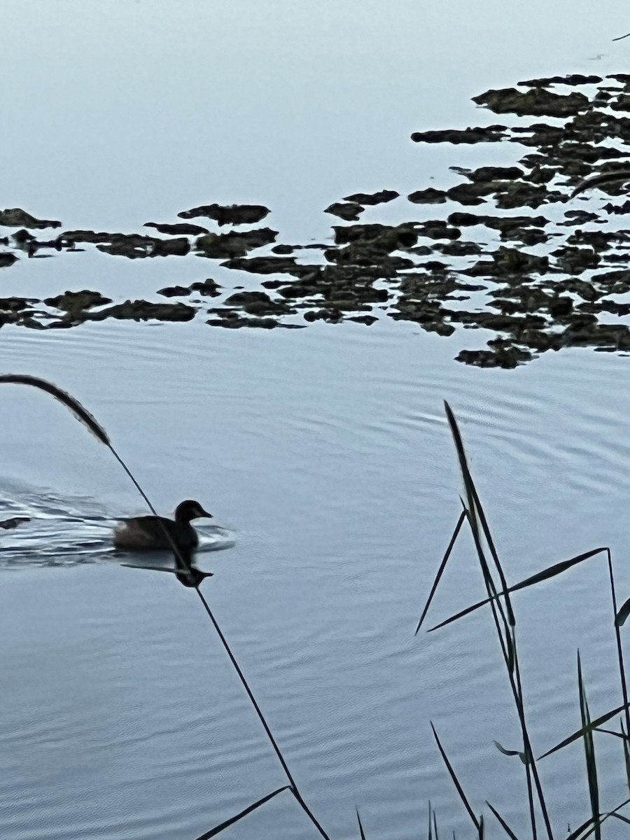 Australasian Grebe - ML645343181