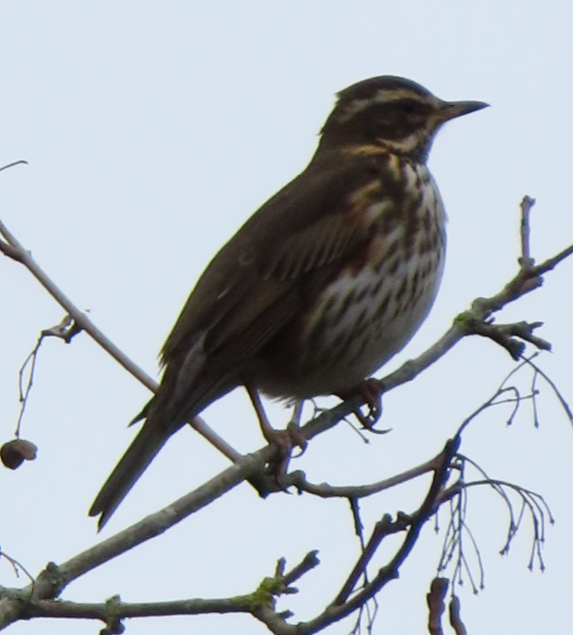 Redwing - ML645343185