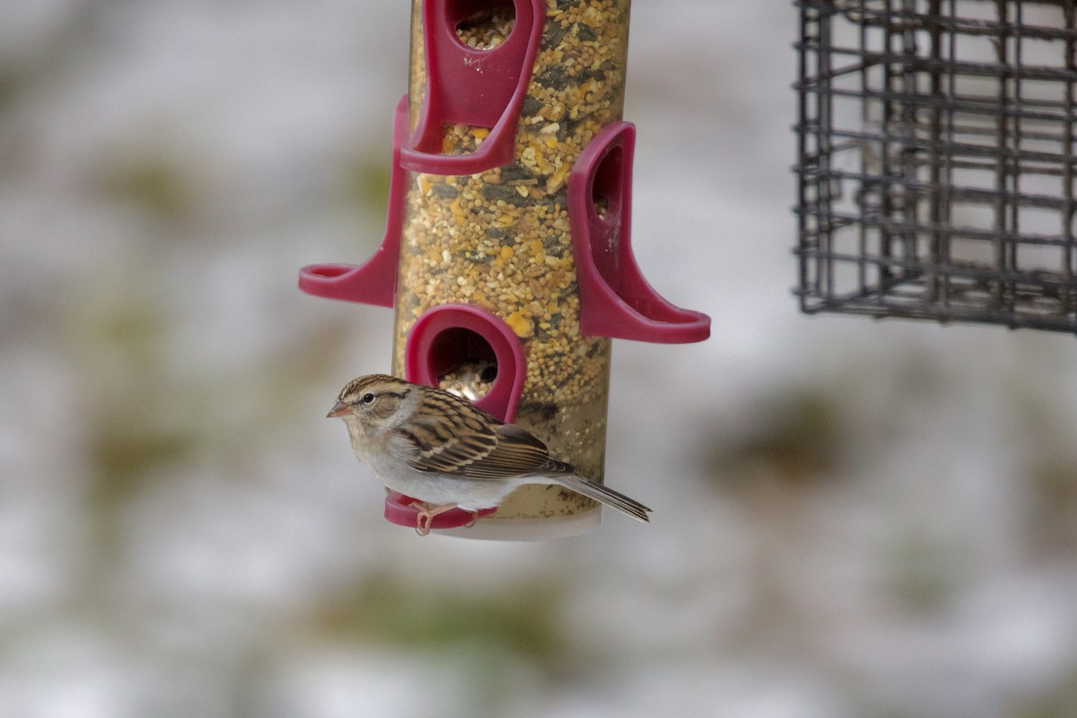 Chipping Sparrow - ML645343193