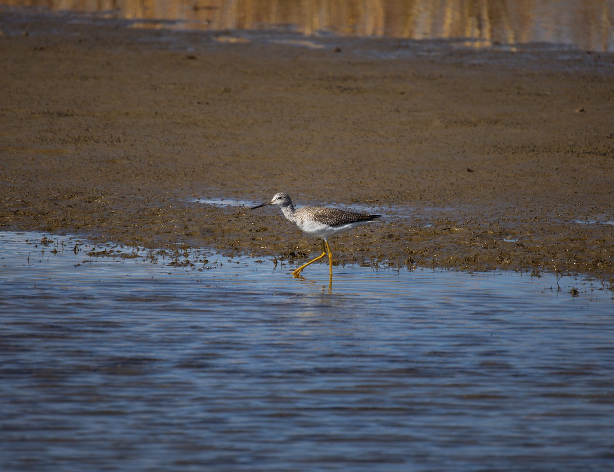 ביצנית צהובת-רגל/עקודה - ML645343209