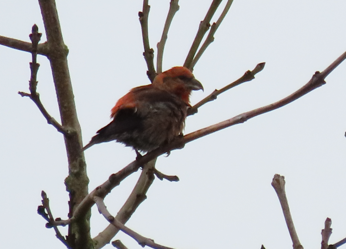 Red Crossbill - ML645343226