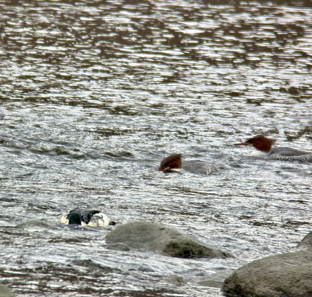 Common Merganser - ML645343261