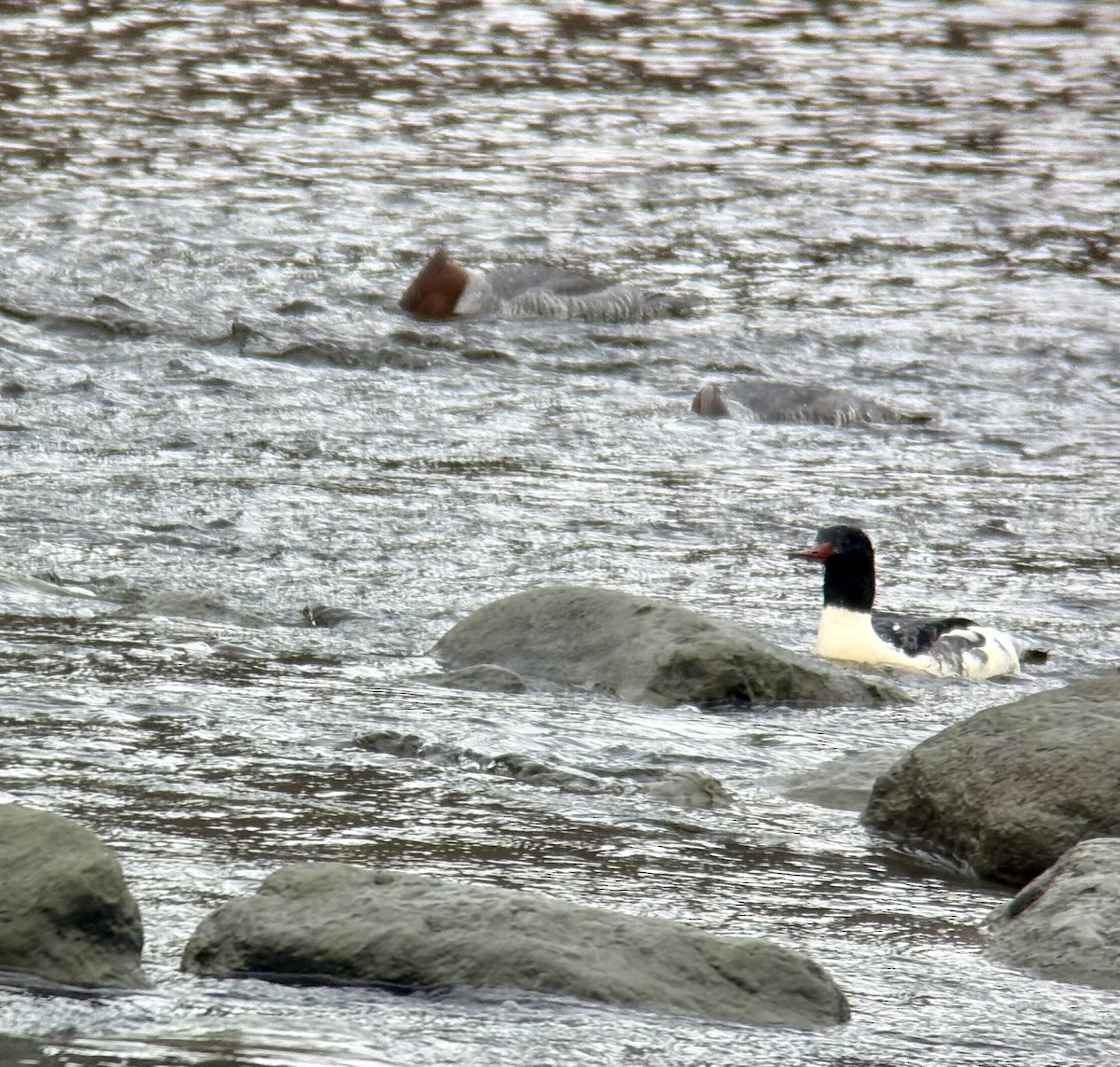 Common Merganser - ML645343262