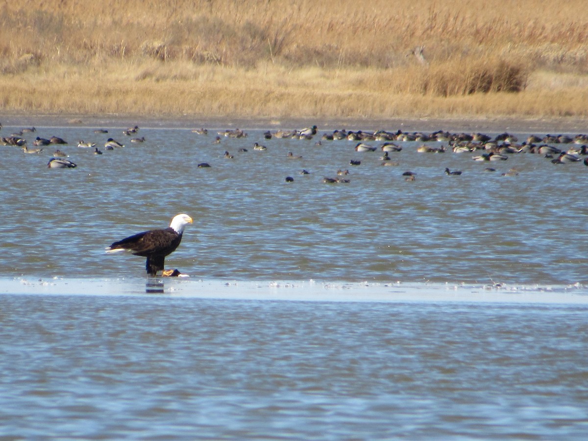 Bald Eagle - ML645343270