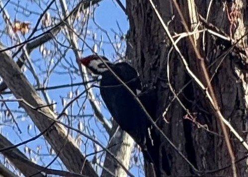 datel chocholatý - ML645343295