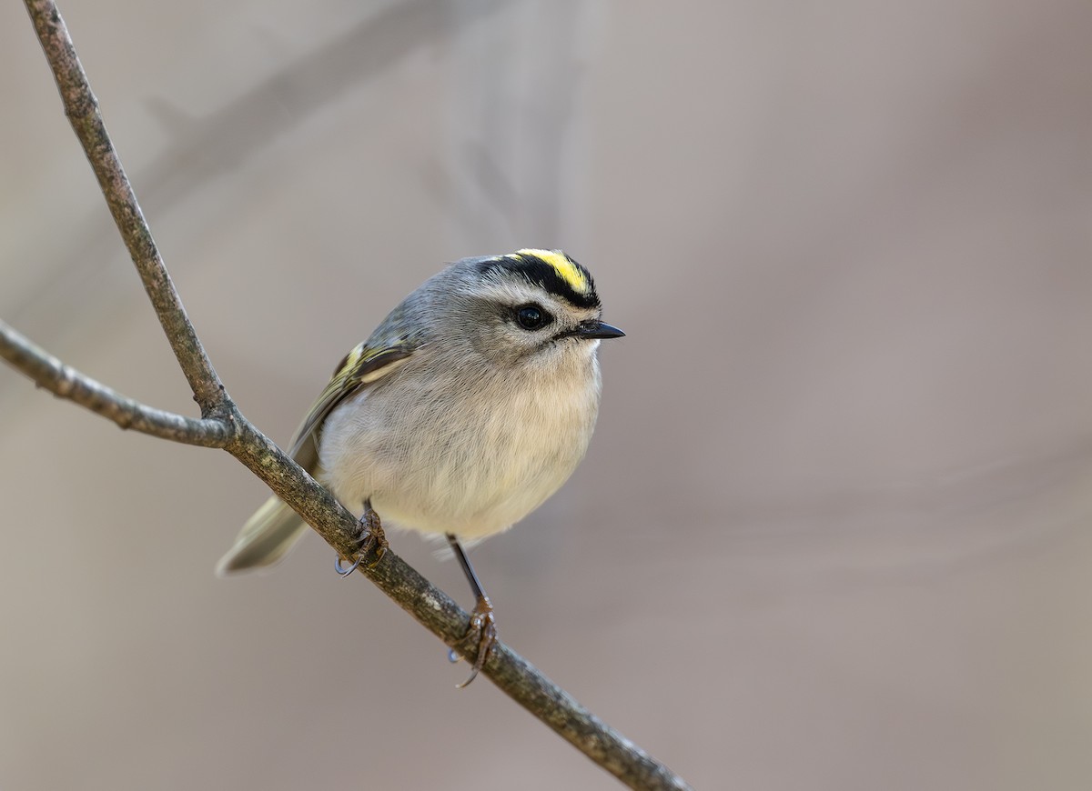 Golden-crowned Kinglet - ML645343299