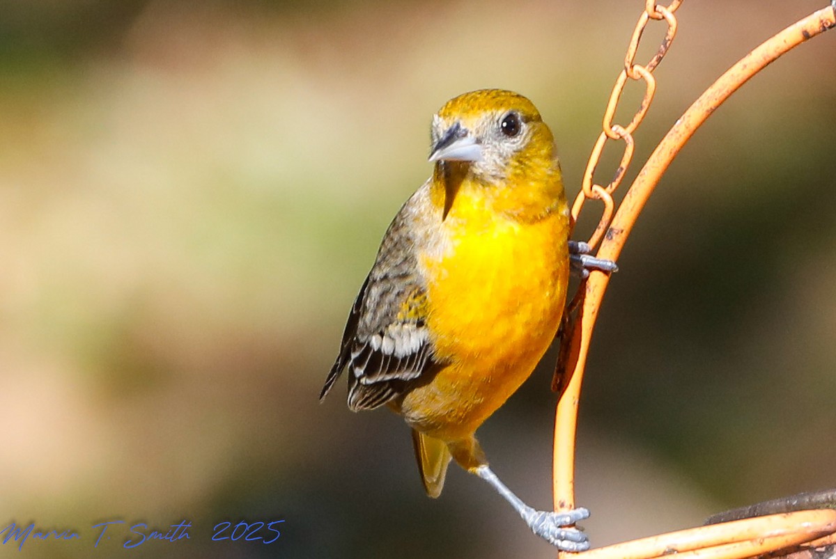 Балтиморский трупиал - ML645343315