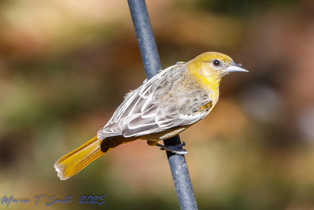 Балтиморский трупиал - ML645343316