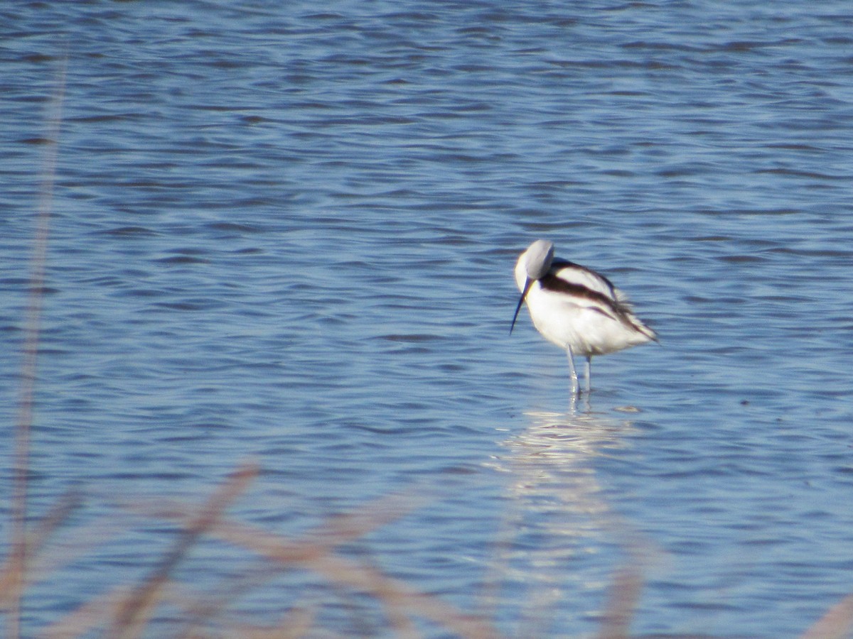 American Avocet - ML645343323
