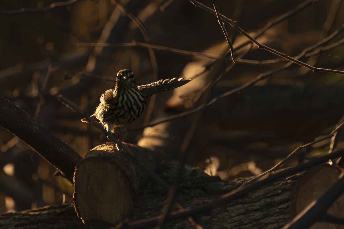 Northern Waterthrush - ML645343332