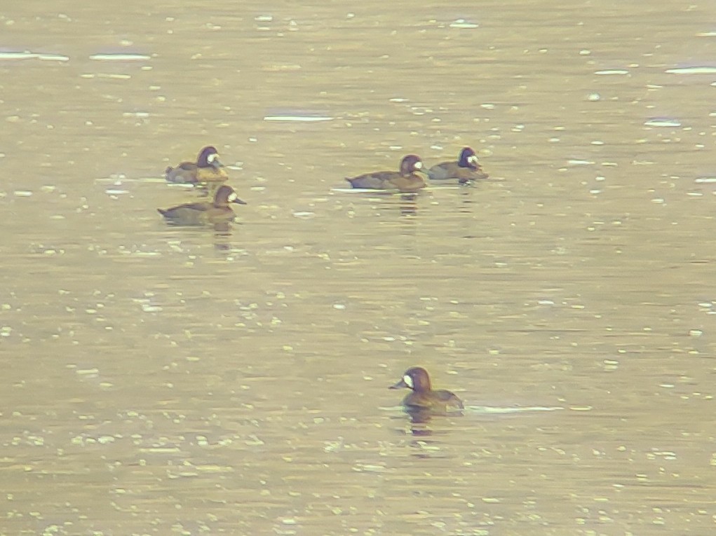 Greater Scaup - ML645343333