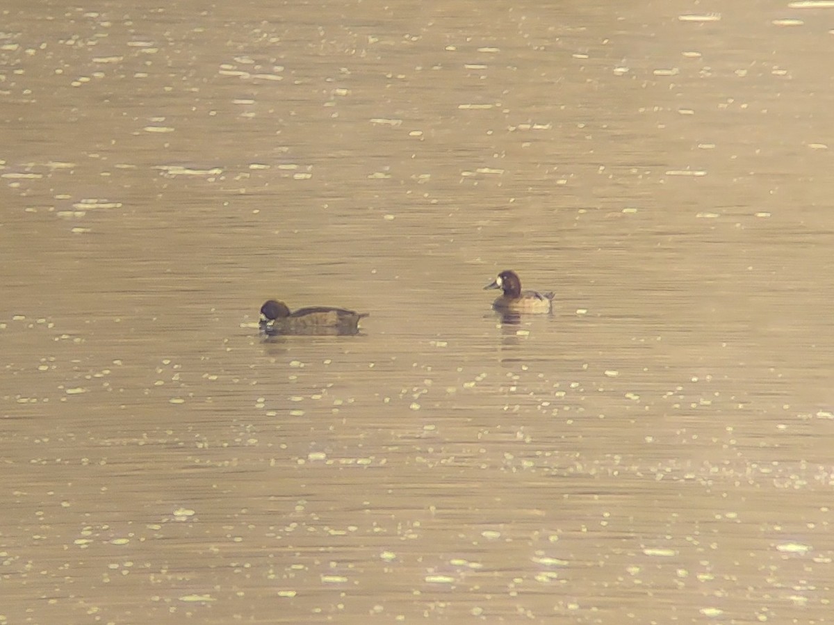 Greater Scaup - ML645343334