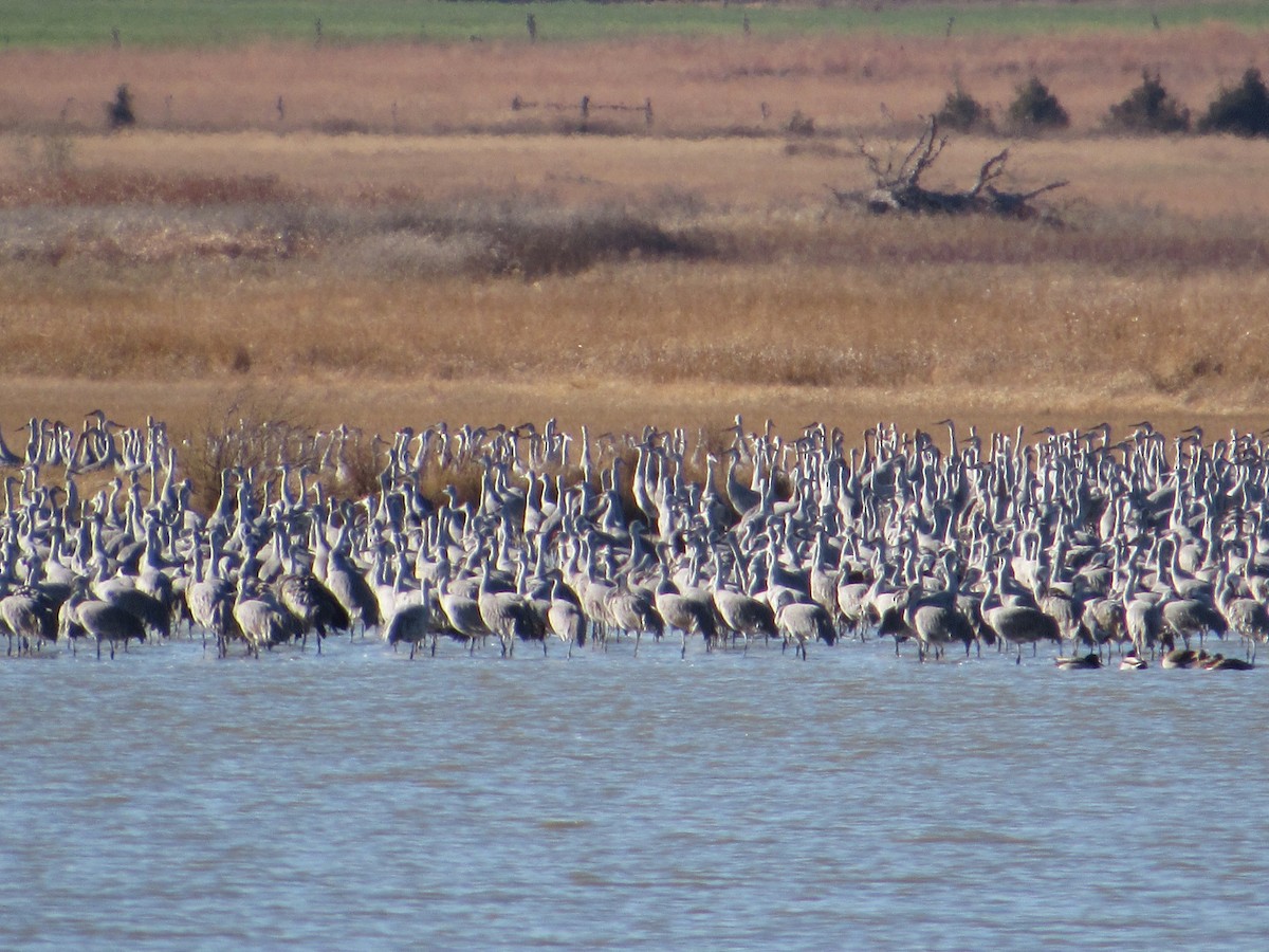 Sandhill Crane - ML645343339