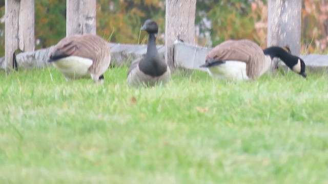 コクガン（hrota） - ML645343340