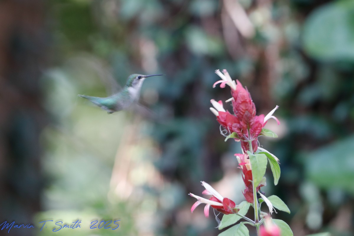 Ruby-throated Hummingbird - ML645343363