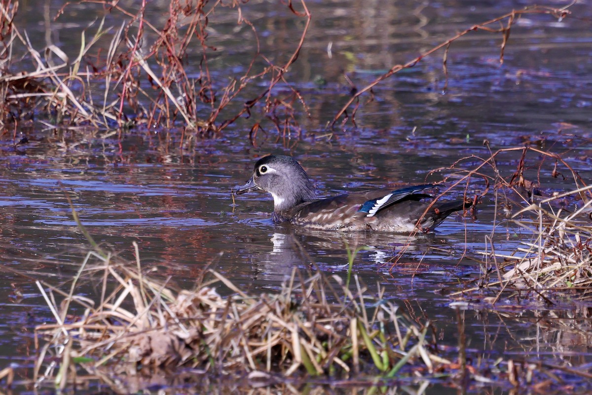 Canard branchu - ML645343372