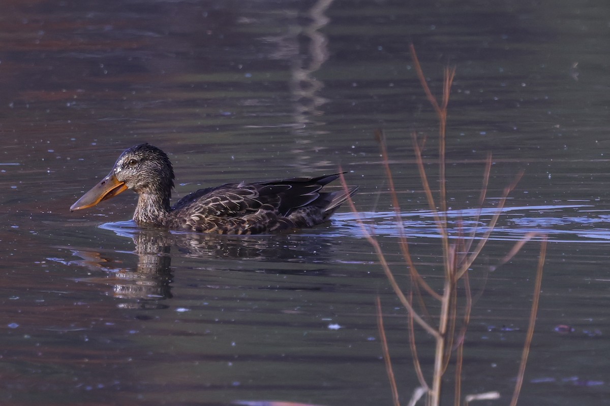 Northern Shoveler - ML645343386