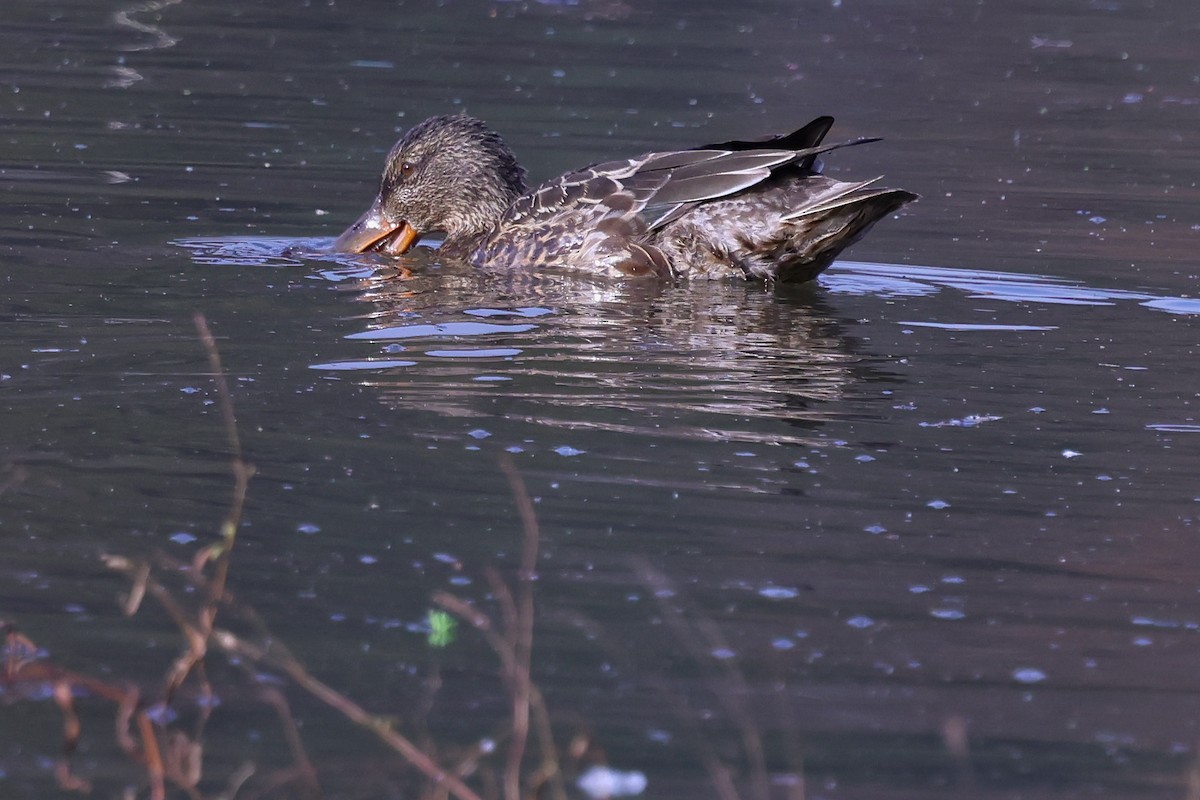 Northern Shoveler - ML645343387