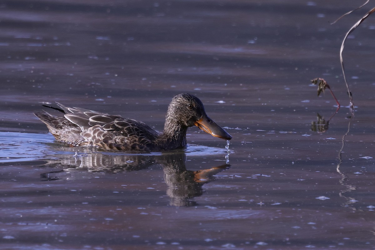 Northern Shoveler - ML645343388