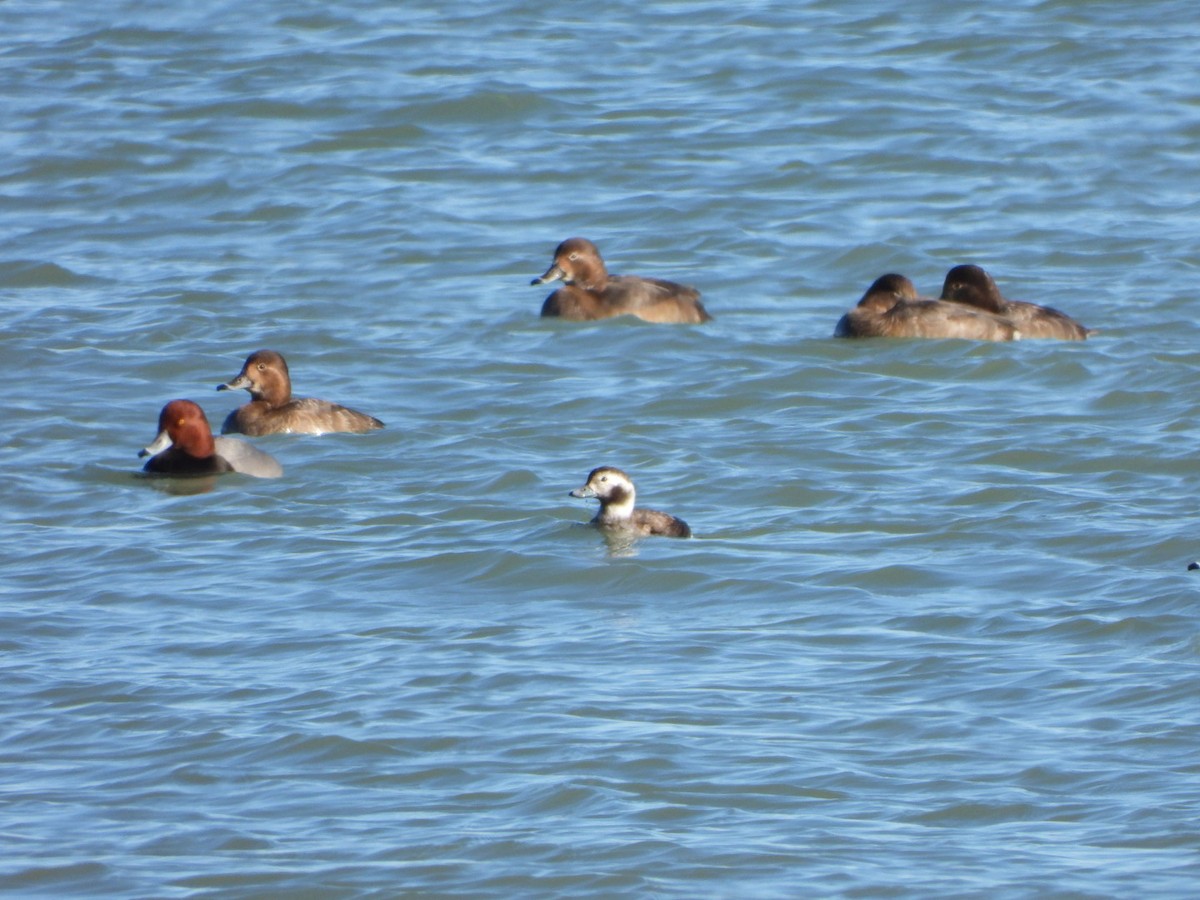 hoholka lední - ML645343395