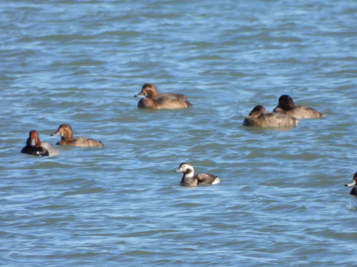 hoholka lední - ML645343396