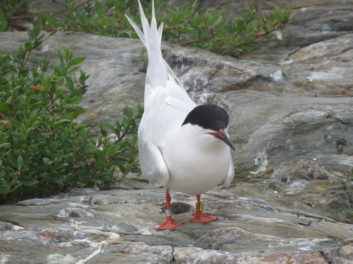 Roseate Tern - ML645343398