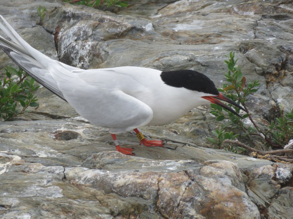 Roseate Tern - ML645343399