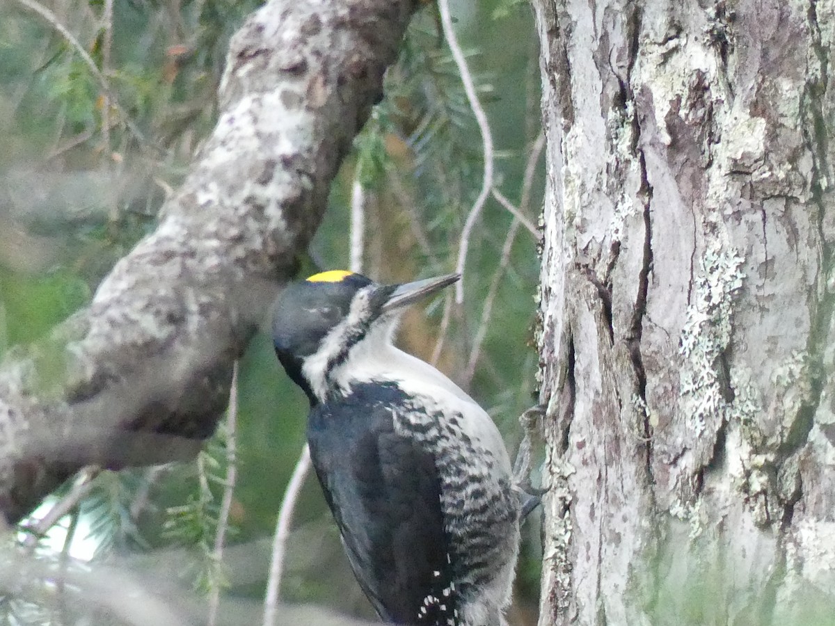 svartryggspett - ML645343410