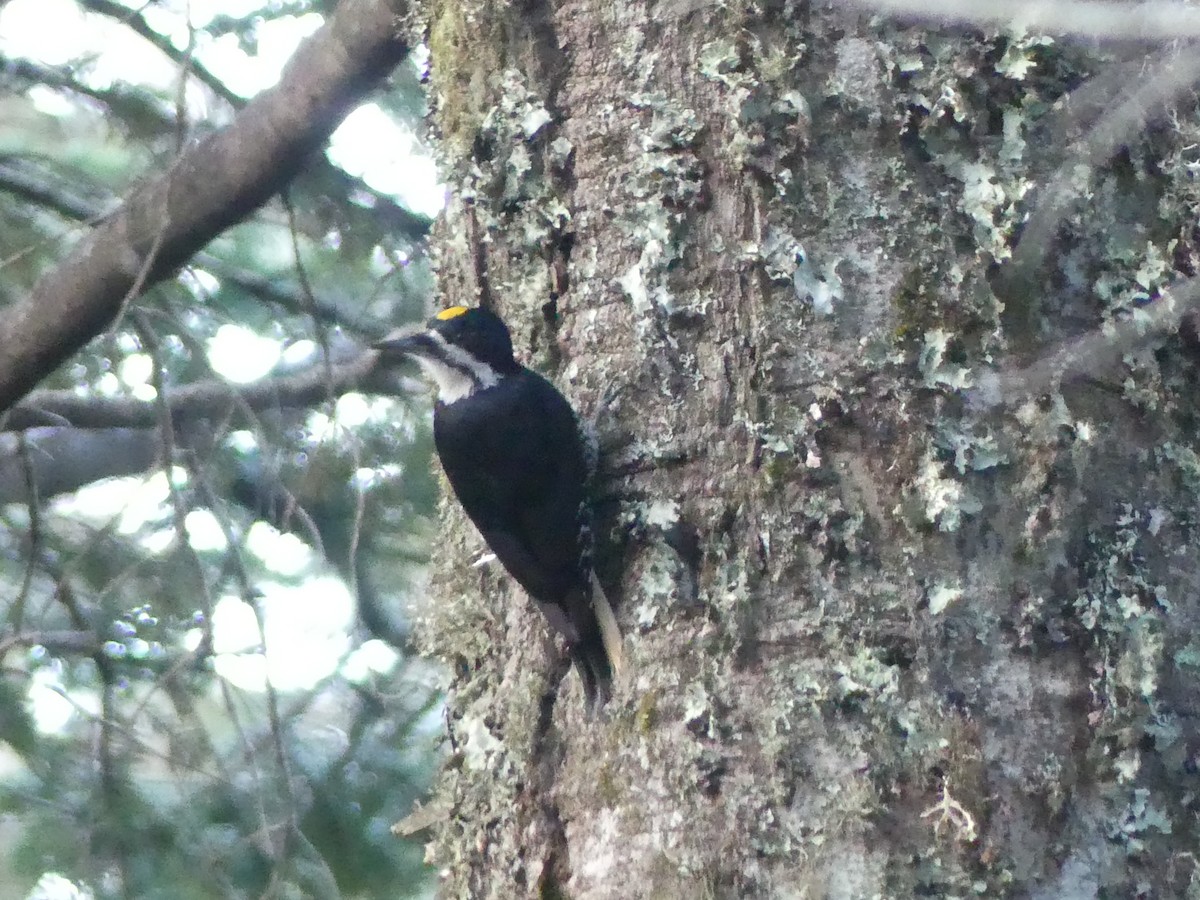 svartryggspett - ML645343411