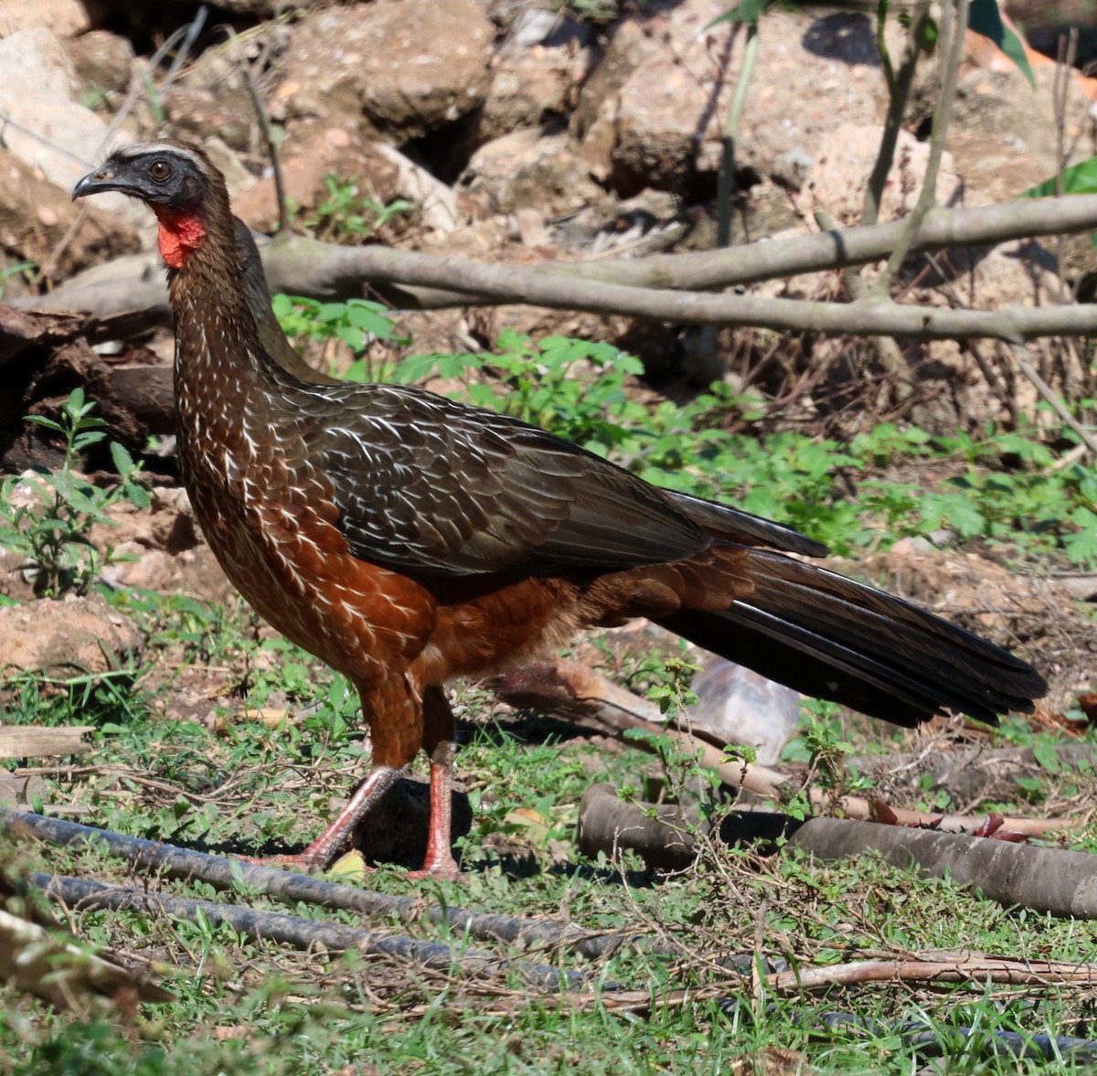Рыжебрюхая пенелопа - ML645343424