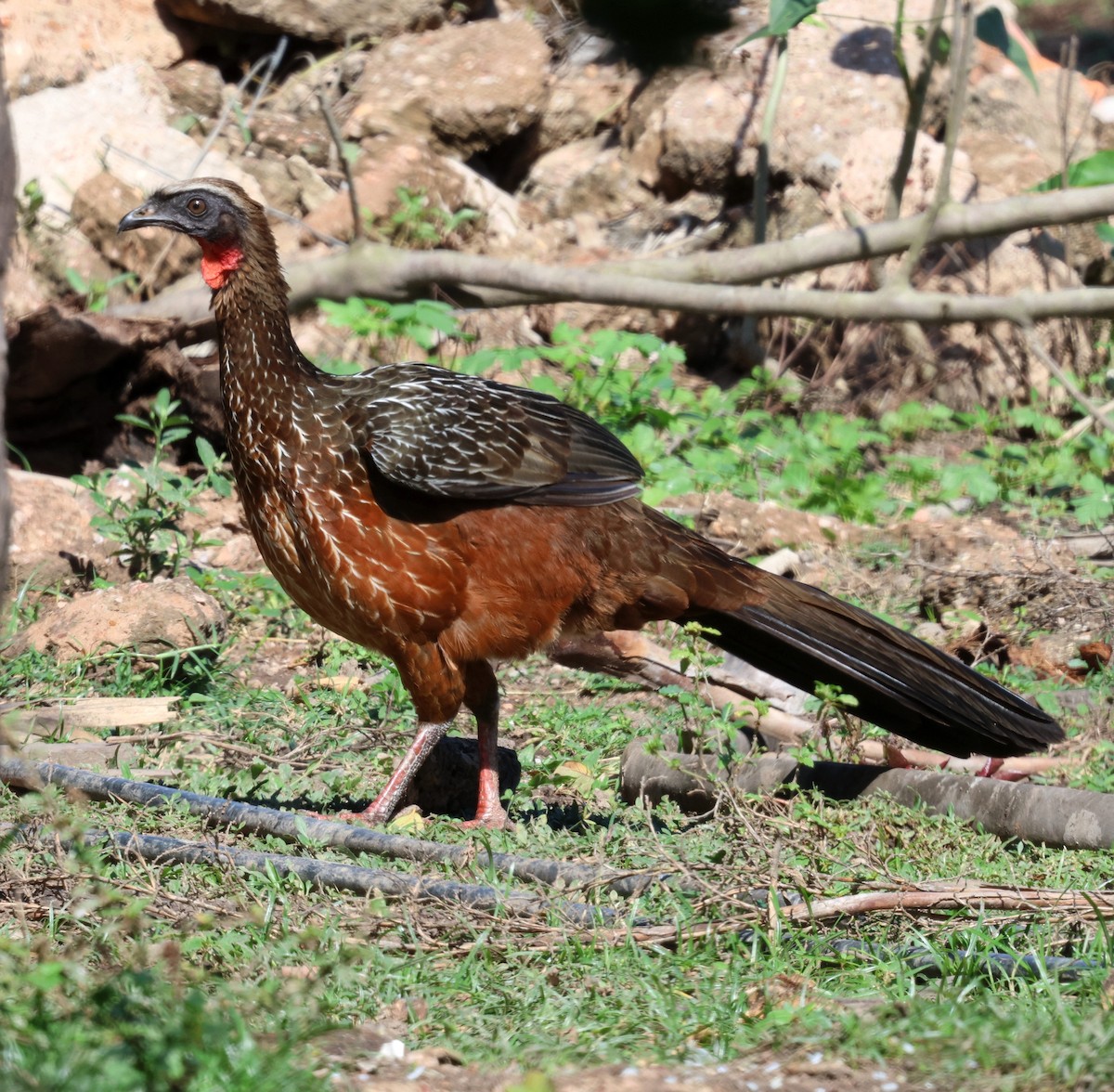 Рыжебрюхая пенелопа - ML645343425