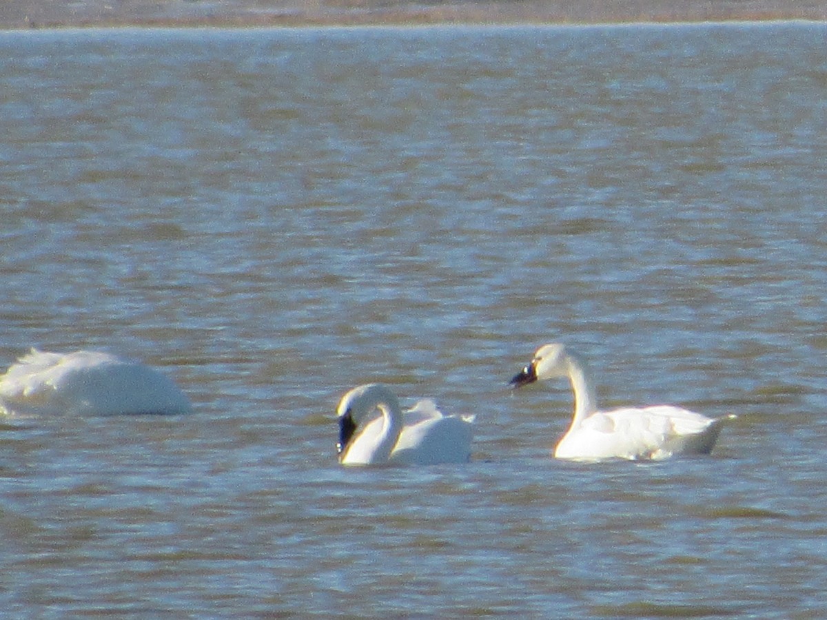 Trumpeter Swan - ML645343443