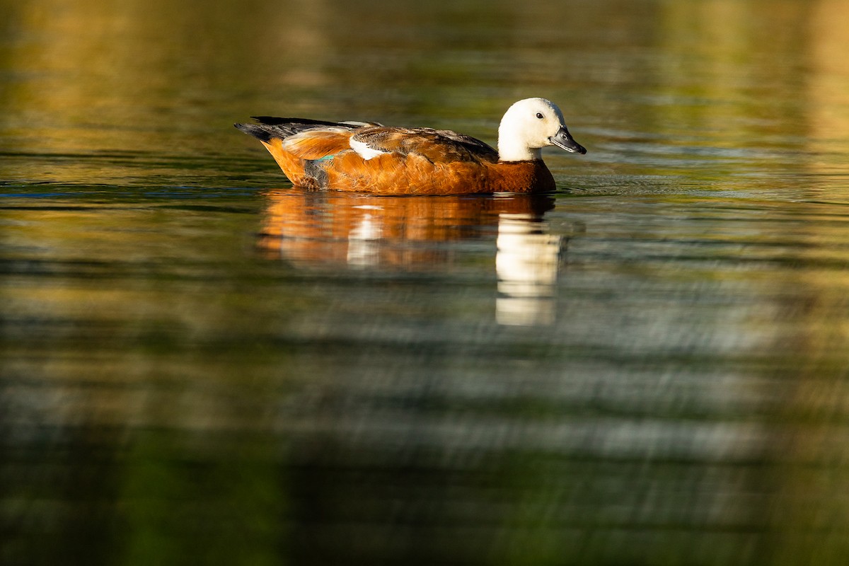 Tarro Maorí - ML645343447