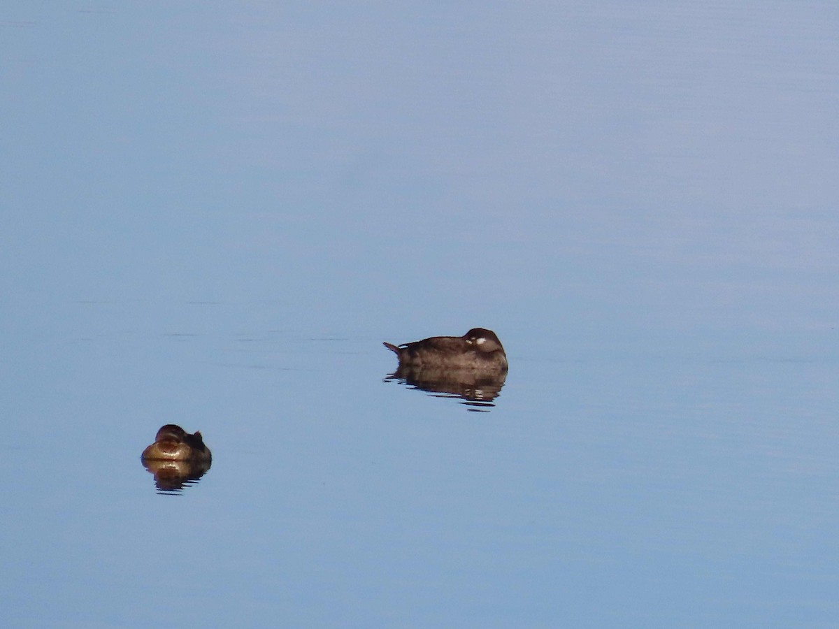 Surf Scoter - ML645343453