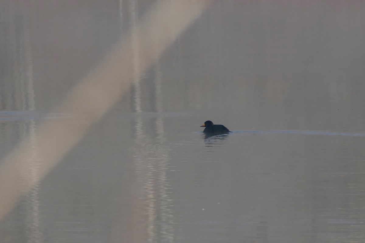 クロガモ - ML645343455