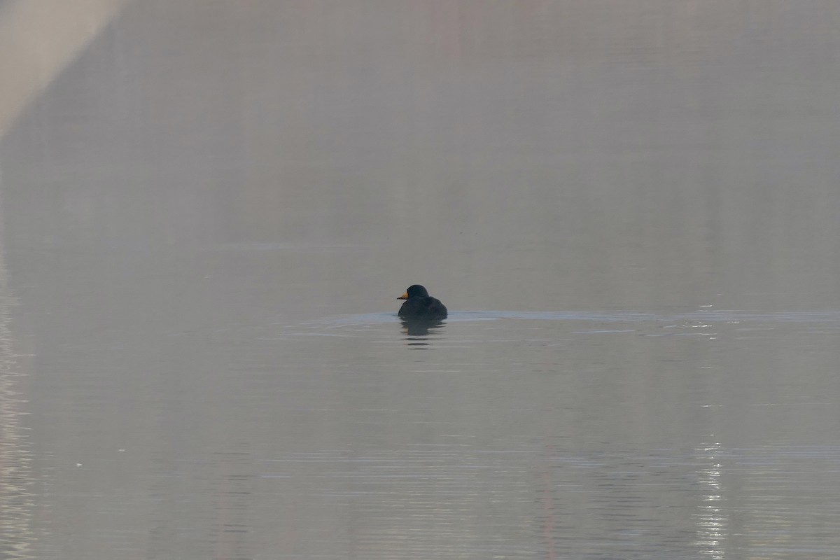 クロガモ - ML645343456