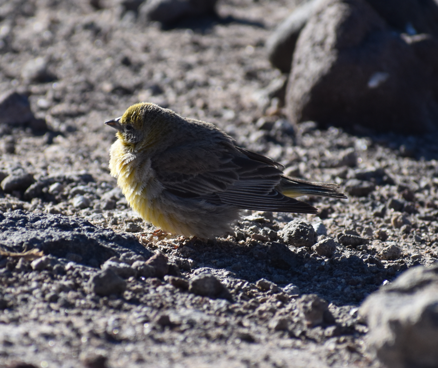 Greater Yellow-Finch - ML645343459